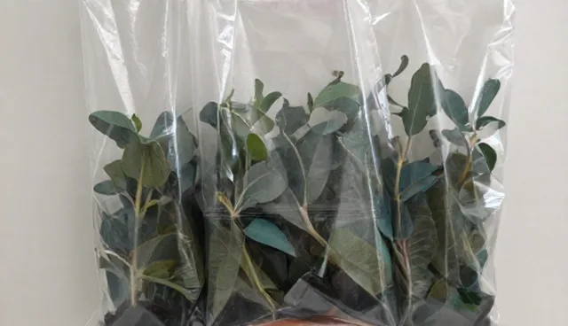 生产效率：种苗供应常见问题与处理方法